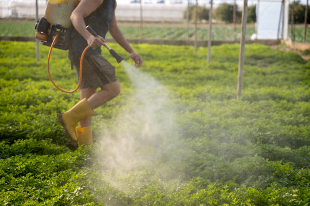 Best Pest Removal Services  in Corning, AR